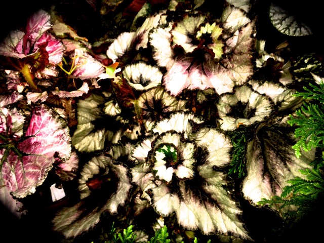 B. ‘Smoky Eye’